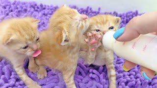 Little kittens fighting over a bottle of milk  who will win?