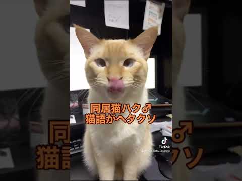 バズったショート集【笹かま猫ハク編】① #shorts #ねこかつ #保護猫 #ぬこ #モフモフ #ねこ #ぬこ様 #猫のいる暮らし #茶シャム #シャムミックス #笹かま猫