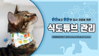 식도튜브 안내사항｜본동물의료센터 [보호자 안내자료]