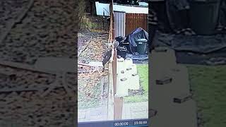 Famous Squirrel Attacks Hawk on CCTV #animals attack#hawks#Squirrels Net Worth