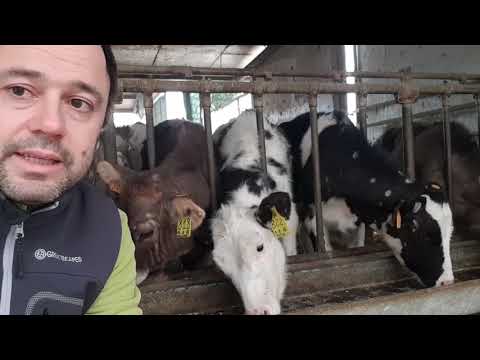 Video: Malattie Zoonotiche Nei Grandi Animali - Pericoli Della Pratica Veterinaria - Vet Quotidiano