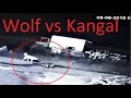 Fearless Wolf Attacks a Kangal dog!!!