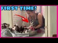 SIBERIAN HUSKY TAKE A BATH FOR THE FIRST TIME