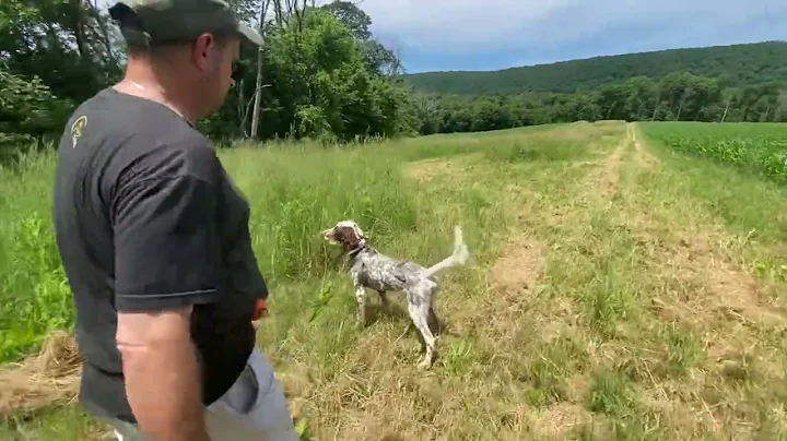 Llewelyn Setter