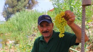 اول طلعه لنا  بالعنب البناتى 2021 Grapes for carp