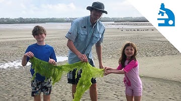 Algae Corner: Algae, Algae Everywhere!