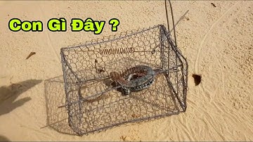 Bẫy Nhông Cát | 80% Người Việt Nam Không Biết Đặc Sản Này