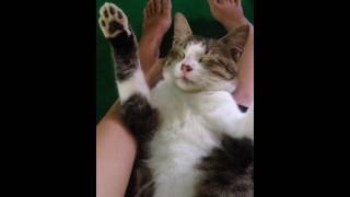 TOP 10 MOST FUNNY CATS OF ALL TIME compilation by Cats World 13 views 7 years ago 6 minutes, 3 seconds