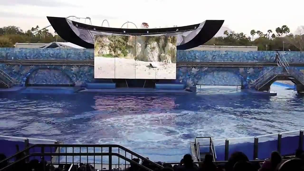 Believe Shamu show in Shamu Stadium at SeaWorld Orlando - Highlights