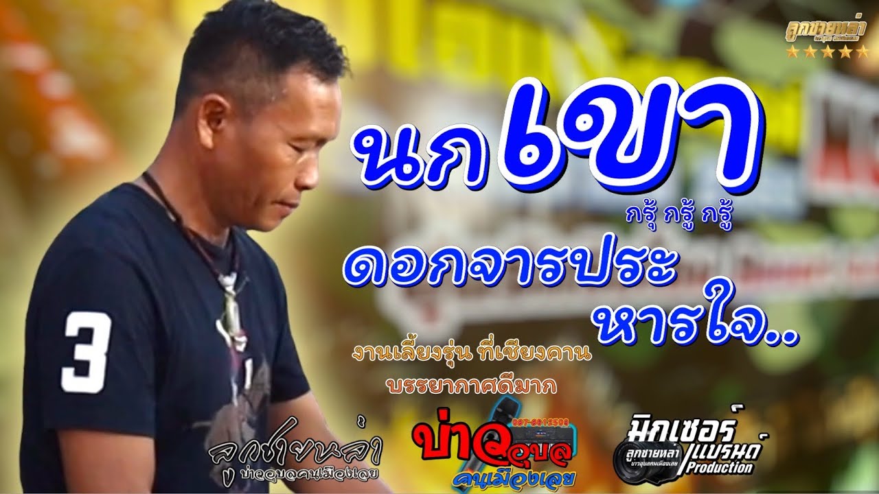 นกเขา/ดอกจารประหารใจ/จอบหลอย/ #บ่าวอุบลคนเมืองเลย