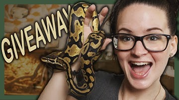 BALL PYTHON GIVEAWAY [CLOSED]