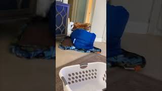 Playful Cat Overwhelmed By Beanbag Barrier During Jump Attempt