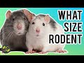 What size Rodent do i feed my Snake - Rat/Mouse - Cookies Critters