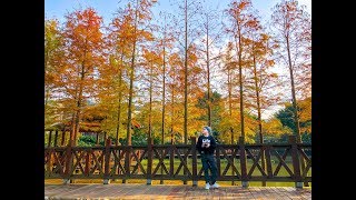 【台北旅行】落羽松拍攝的五大技巧- 台灣旅行私房景點