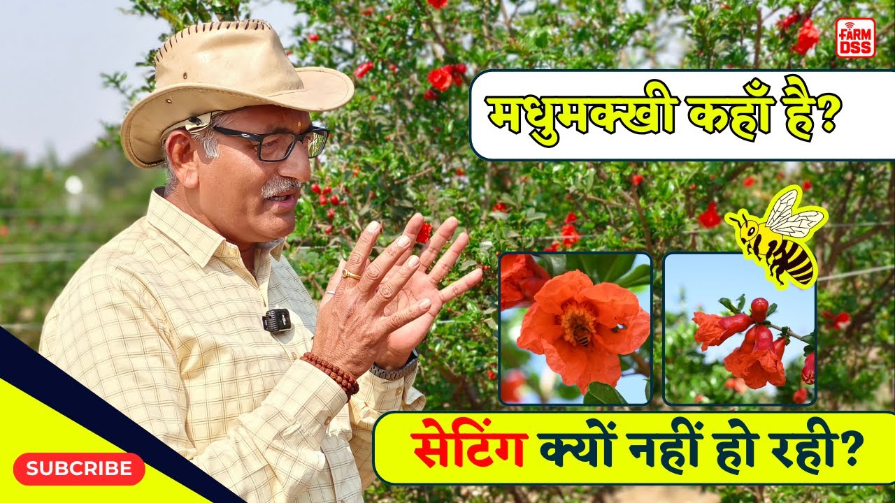 मधुमक्खी कहाँ है? सेटिंग क्यों नहीं हो रही? @BTGore