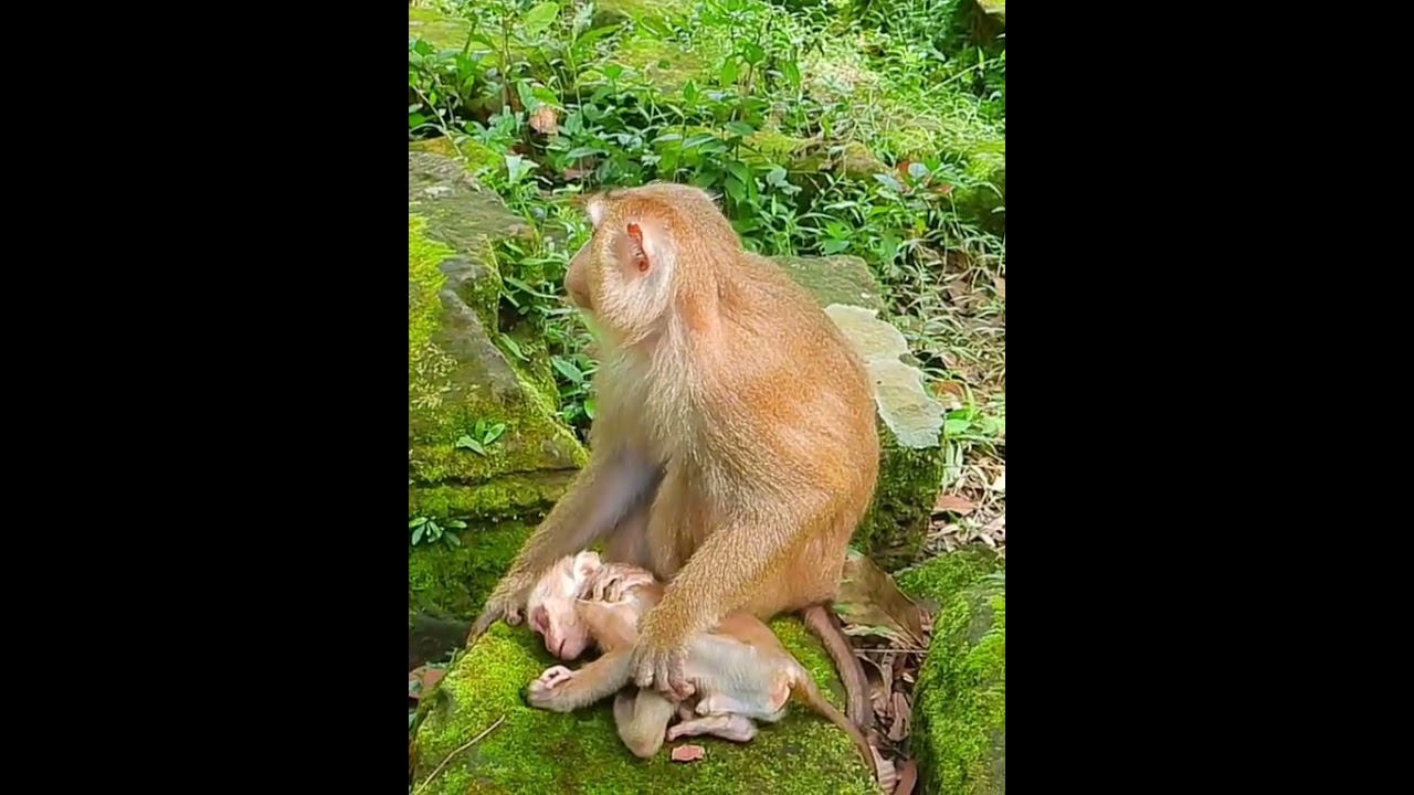 Crazy mother monkey  