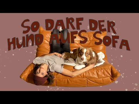 Video: Sind Sofas schlecht für Hunde?