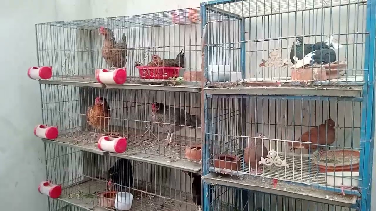 আজকে আমার মিনি ফার্মের কিছু নতুন সদস্য