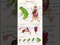 🐸 frog complete morphology, anatomy and life cycle #quickrevision #biology #class11#neet