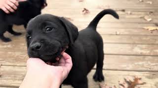 Black English Lab Puppies from Kindred Pup - 7 weeks old