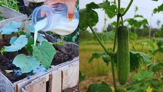 Cucumber Will Grow Like Crazy, Feed Them This Milk And You Will Shocked After Watching Results.