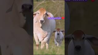 Pin by Vilma Flott on VACAS - TOROS. in 2025 #Cutebabycow #Exoticmammals #babyanimals #canid
