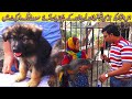 Dogs Market Saddar Karachi 12-12-2021 | Dogs Puppies | Quality Dogs | German Shepherd  In Urdu/Hindi