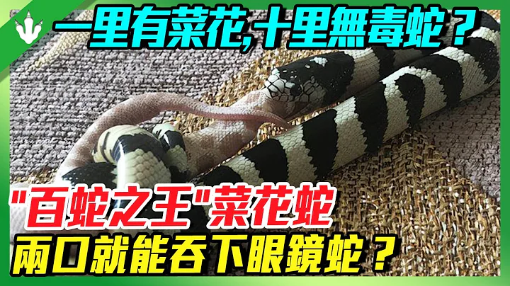 菜花蛇明明無毒，為何被叫作「百蛇蛇王」？面對眼鏡蛇，兩口就能吞下，是真的嗎？ - 天天要聞