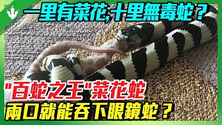 菜花蛇明明無毒，為何被叫作“百蛇蛇王”？面對眼鏡蛇，兩口就能吞下，是真的嗎？
