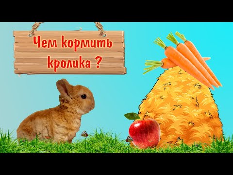 Чем кормить месячного кролика в домашних условиях