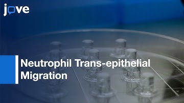 Neutrophil Trans-epithelial Migration Induced by Pathogen Assessment | Protocol Preview