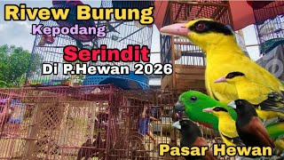 Download Lagu RIVEW BURUNG DI PASAR ‼️ HARI INI PASARAN SEPI PENGUNJUNG ADA BURUNG SERINDIT KEPODANG EMPRIT PAPUA MP3