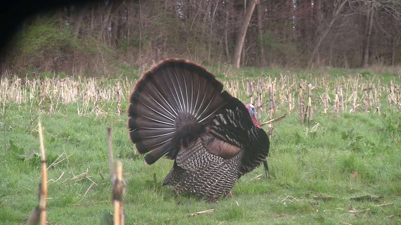 Ohio Spring Turkey Bowhunt YouTube
