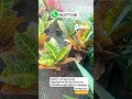 #shorts குரோட்டன் செடிகள் #gardening #outdoors #plants #cortos #new #trending #video #virel #reels