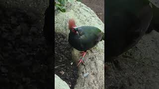 You look cool with a red Mohawk. 빨간 모학 헤어스타일이 쿨하네. #birds #cool #새