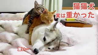 猫猫犬のブレーメンの音楽隊!?