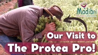 All You Need To Know To Start A Profitable Protea Nursery || Teaser Trailer
