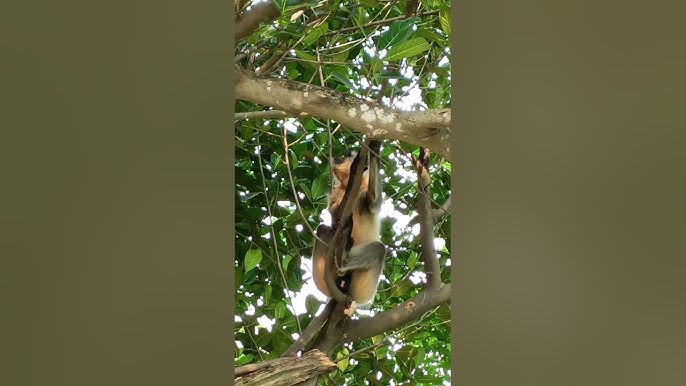 Macaco-prego na Bica faz 'selfie': entenda interação animal com