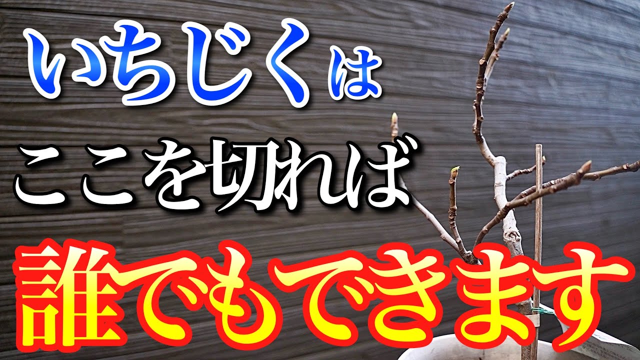 【いちじく】初心者が剪定をするとき、ここを切れば実を採れます