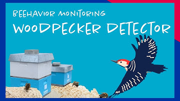 Saving our bees from woodpeckers // Beehavior Monitoring