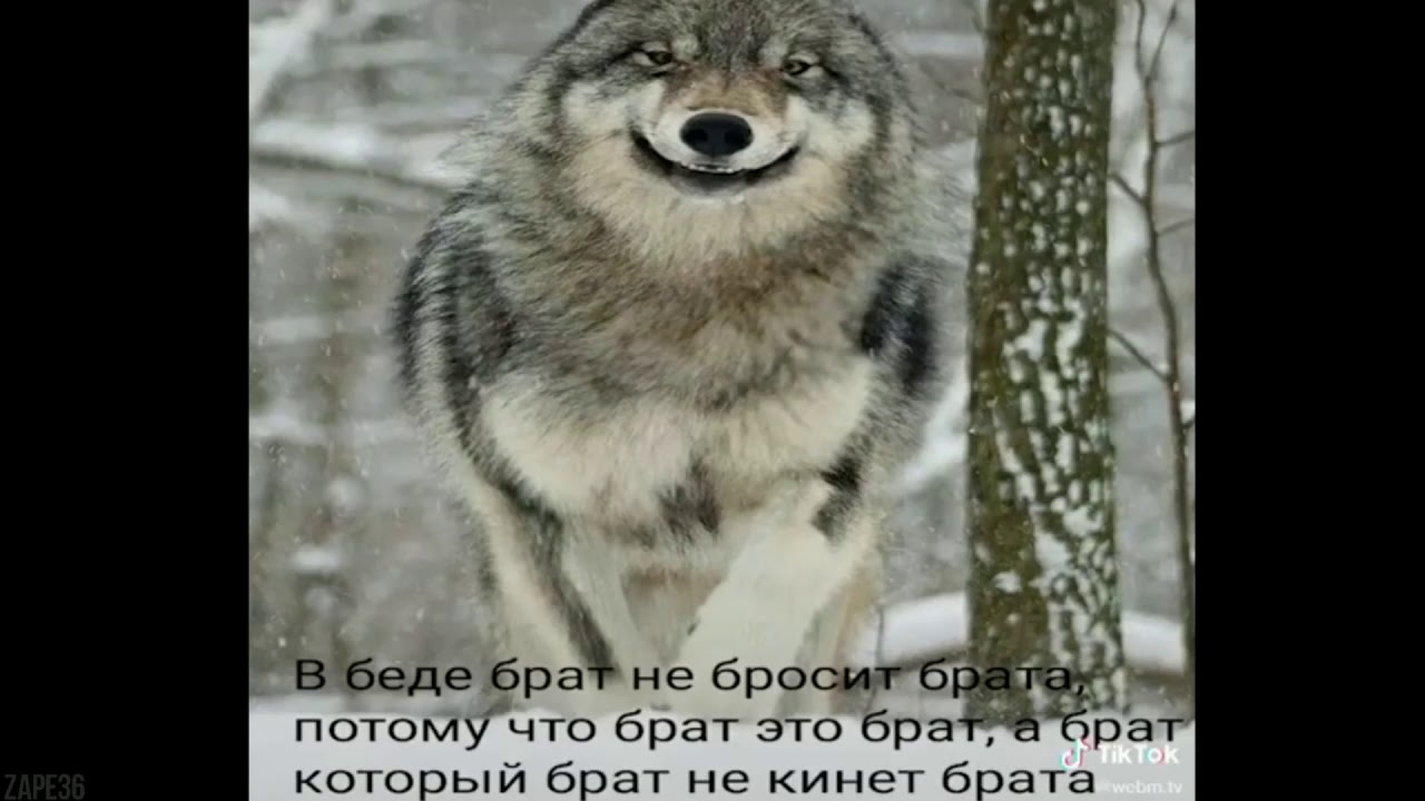 Мне стало жалко братишку и стыдно. Волк не волк. Брат брата не бросит. Волк брат. Волк братишка.