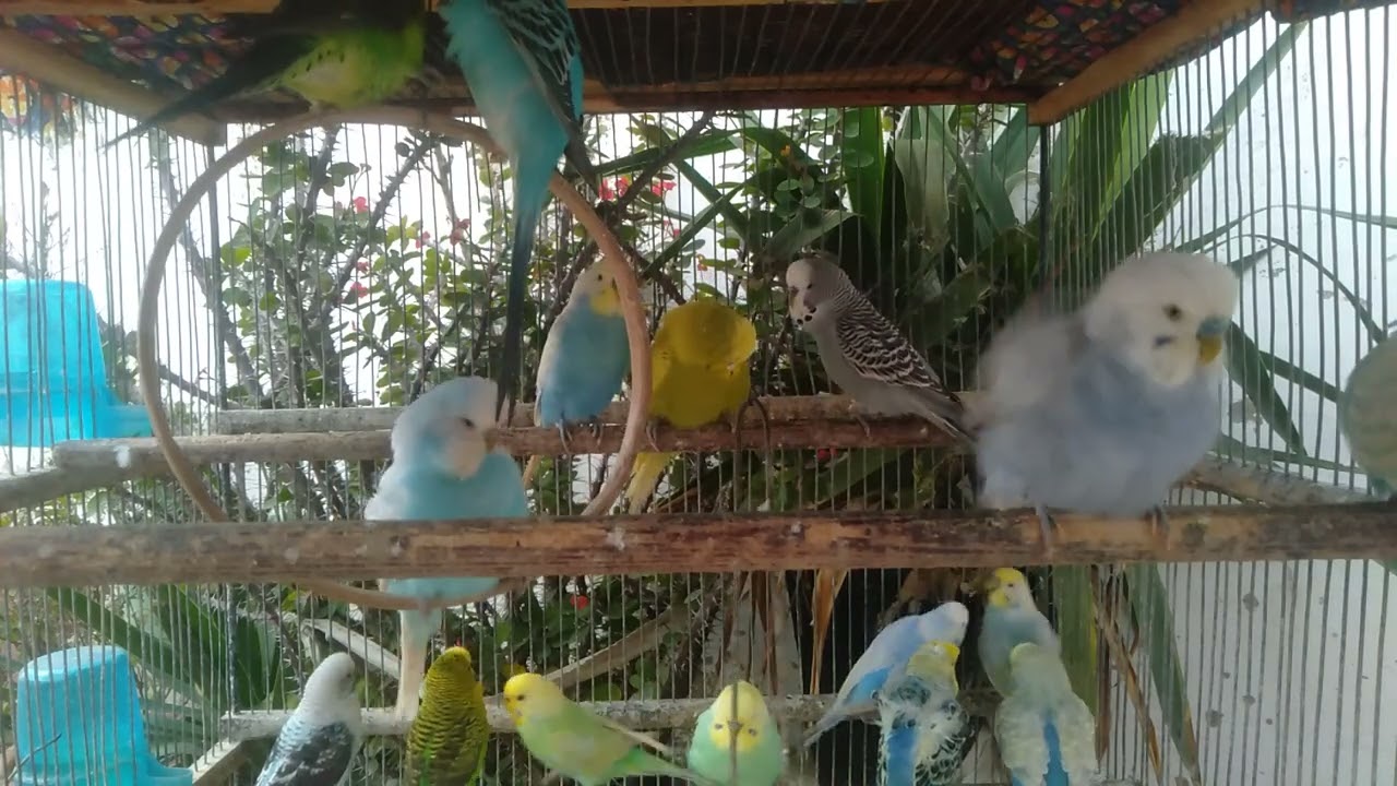 Skogens ro og undulatenes skjønnhet 🌲✨ 