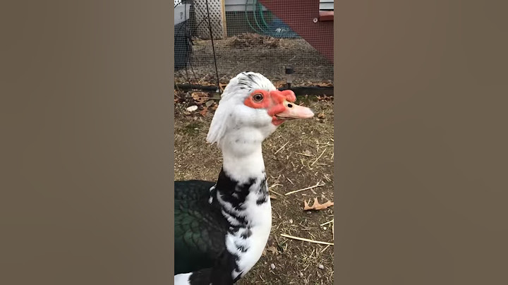 Muscovy Duck Sounds Like a Dragon