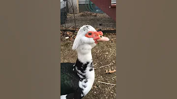 Muscovy Duck Sounds Like A Dragon 