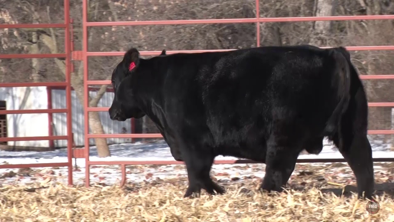 Ohlrichs Commercial Man's Bull Sale Tag 3213