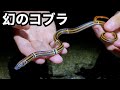 沖縄の奥地にだけ生息する幻のコブラを捕獲！