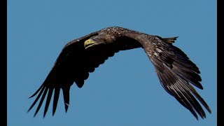 White tail Eagle - Predator of the skies