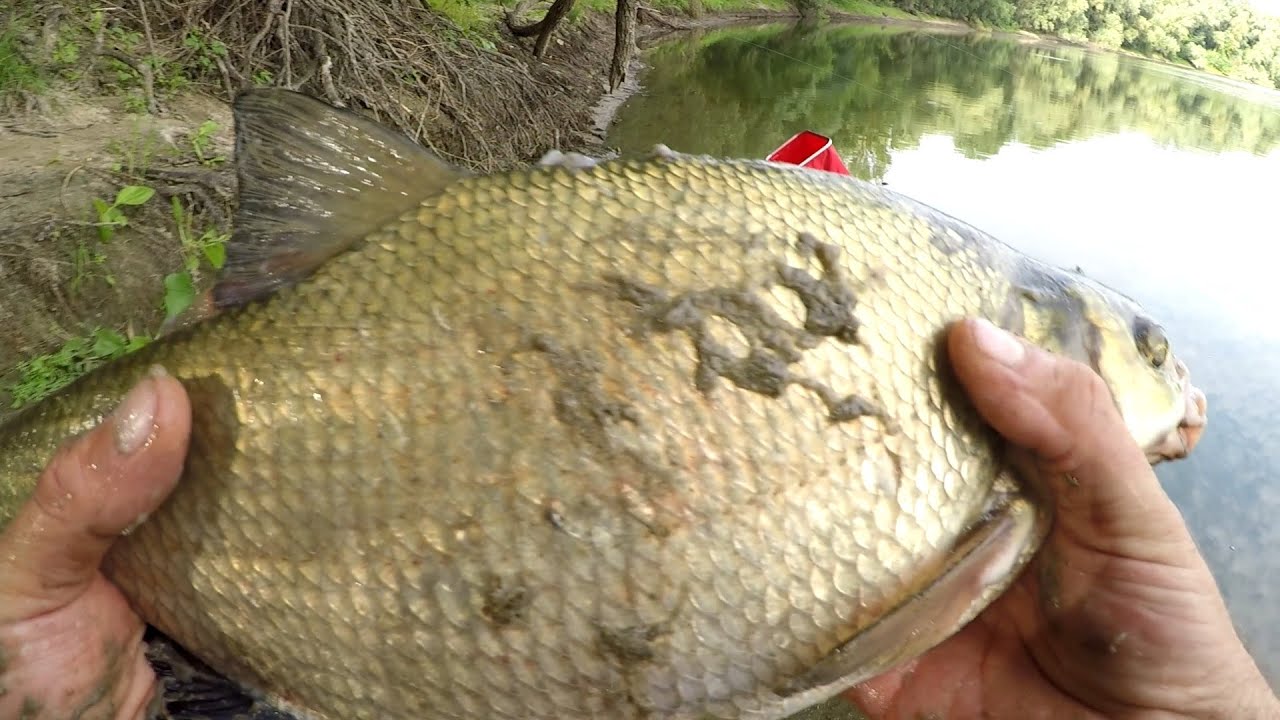 Макушатник, который ловит ВСЕГДА!!!  Рыбалка на Днестре.