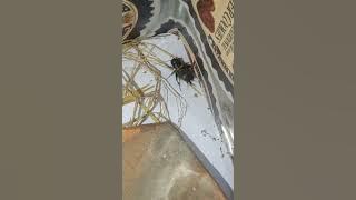 suara jangkrik durasi lama