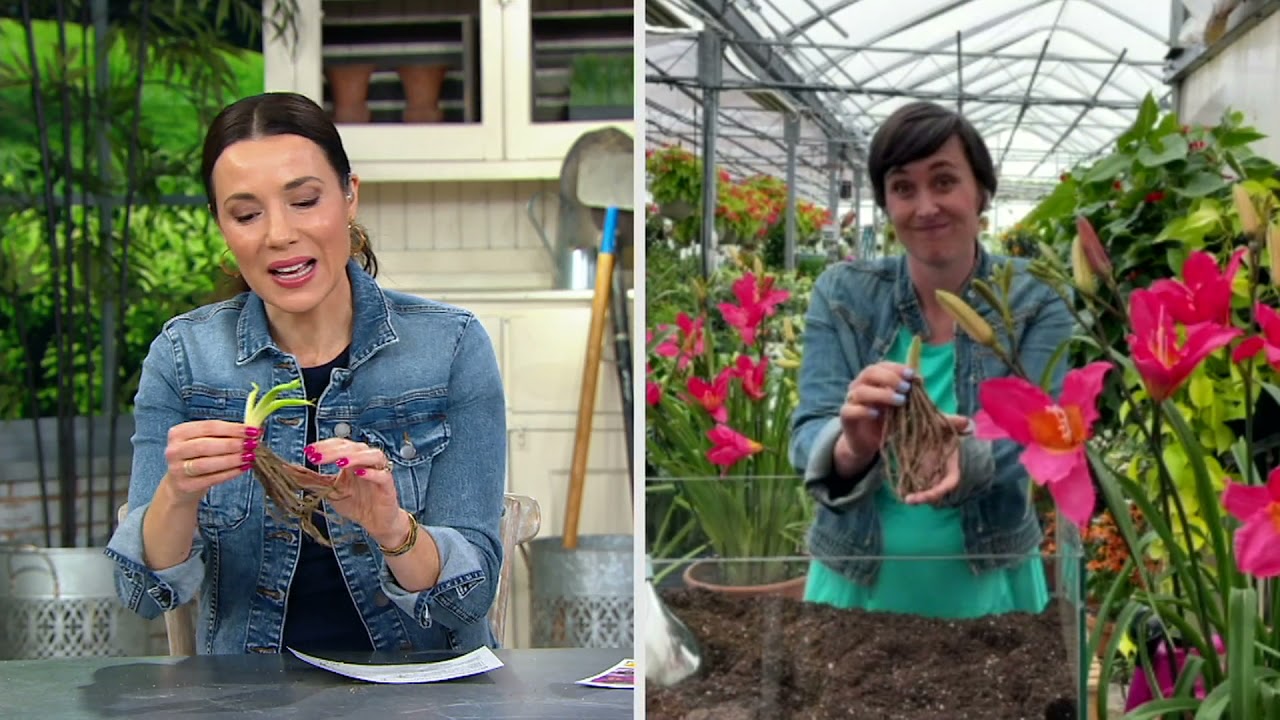 Cottage Farms 3Piece Romantic Returns Daylily Live Plants on QVC YouTube